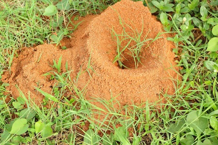 Fire Ants in Your Lawn? 5 Safe & Effective Lawn Treatment Tips for Louisiana Yards