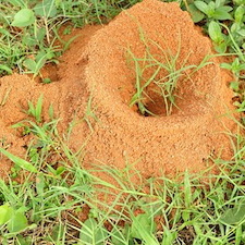 Fire Ants in Your Lawn? 5 Safe & Effective Lawn Treatment Tips for Louisiana Yards