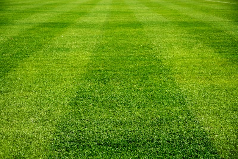 How Often Should I Have My Lawn Mowed