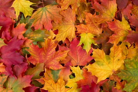 Leaf Removal