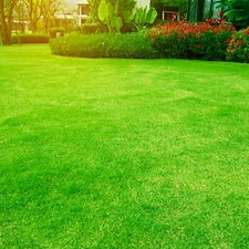 Lawn Care