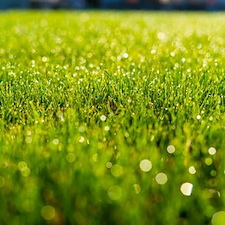 Lawn Maintenance