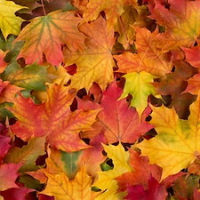 Leaf Removal
