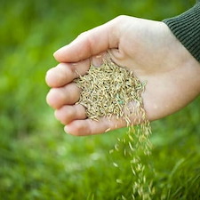 Overseeding