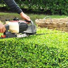 Shrub Trimming