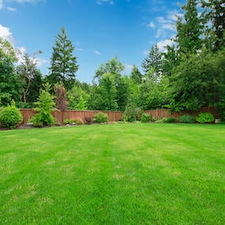 Yard Clean Up